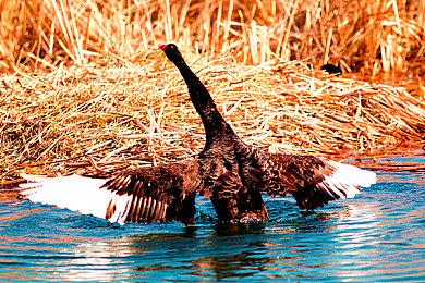 神谷英树：希望尽快发布更多《大神》续集令人兴奋的消息