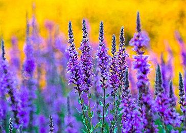 育碧将在2024年4月前推出一款未公布的“大型”游戏